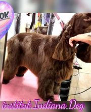 Indiana Dog image 13