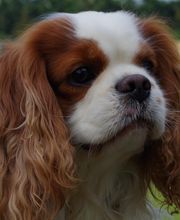 Asenack Association image 9