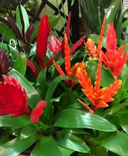 Floristería Campo y Jardín imagen 16