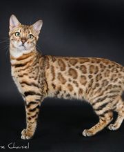 Chatterie Panthera du Maquis image 10