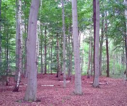 Blick in den FriedWald Waldenburg
