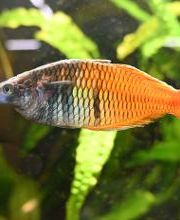 DAS FUTTERHAUS - Vechta Bild 8