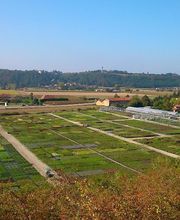 Damien Vivier Pépinières image 1