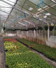 Gros Philippe (Ent) image 6