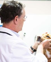 TotalBond Veterinary Hospital at Davidson image 3