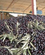 cooperativa-del-campo-la-carrera-aceituna-02.jpg
