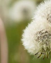 Orechowa Rachel image 1