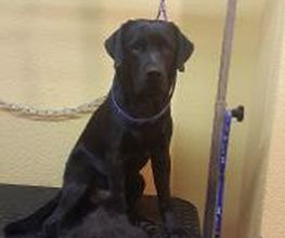Hundesalon Pet Cut's Bild 18