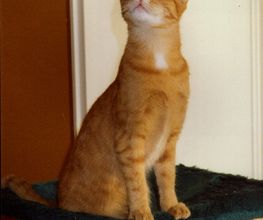 Emmas Katzenparadies Bild 3