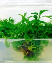 INVISA BIOTECNOLOGIA VEGETAL imagen 3