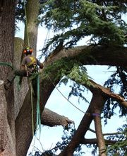 Arbre Ambulant image 6