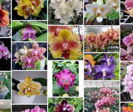 MyOrchids.shop Bild 1