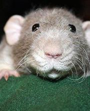 dicco desratizacion.jpg