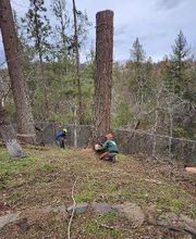 Southern Oregon Tree Care LLC image 18
