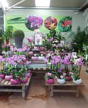 Villaverde Hyères image 9