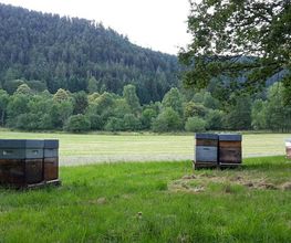 Le Rucher des Hautes Vosges EURL image 3