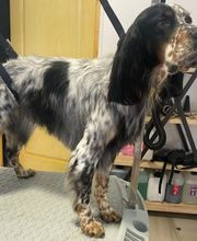 A FLAIR ALLURE image 1