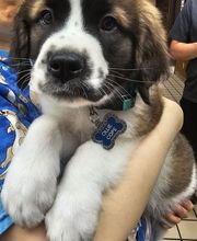 Lashley Animal Hospital image 6