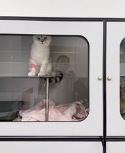 Katzen-Praxis.ch Bild 7