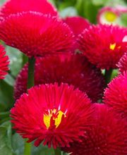 Blanchet Arnaud image 1