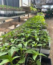 Johansen Landscape & Nursery image 11