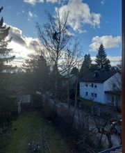 Pflege Birke.jpg