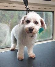 Au Bain Canin image 5