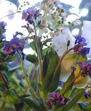 Blütenwerk Bergmann Bild 2