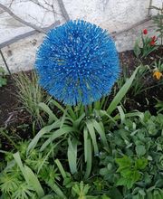 Kunstschmiede Berndt Schweizer Bild 8