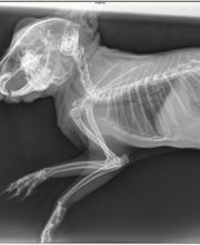 Clinique Vétérinaire du Docteur Clément image 15