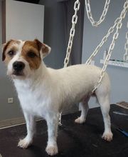 La Gent Canine image 11