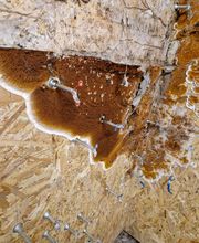 Champignon Bois Termite Isolation image 15