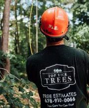 Top Tier Trees image 10