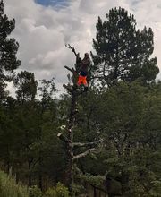 Mickael élagage image 5