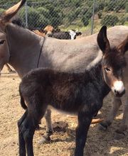 Camping Le Mandriale image 5