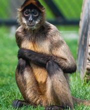 Chahinkapa Zoo image 15