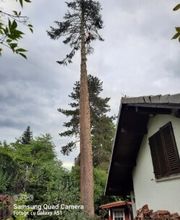 Gabriel Baum- & Gartenpflege Bild 1
