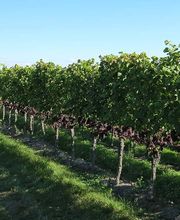 Weinhof Mößner Bild 5