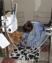 Park Grove Pet Hospital image 3
