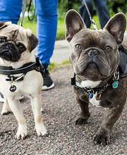 Petsense by Tractor Supply image 2