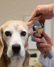 CONSULTORIO VETERINARIO MORANO imagen 4