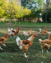 Ferme de la Houssaye image 2