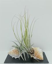 DecoArt Vinya i Mar imagen 4