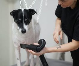 Doggrooming Ramstein Bild 10