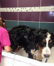 La Gent Canine image 10
