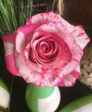 ETAMINE FLEURS image 8
