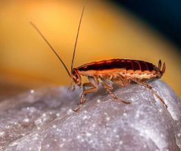 Insectokill Bild 1