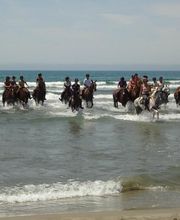 Equitation Passion image 10