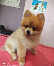 Pluto Chouet' image 19