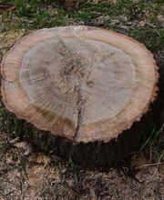 Arbor Tree Care LLC image 5